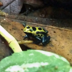 Dendrobates tinctorius Bakhuis (sub-adult)
