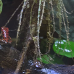 Oophaga pumilio Red Frog Beach