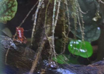Oophaga pumilio Red Frog Beach